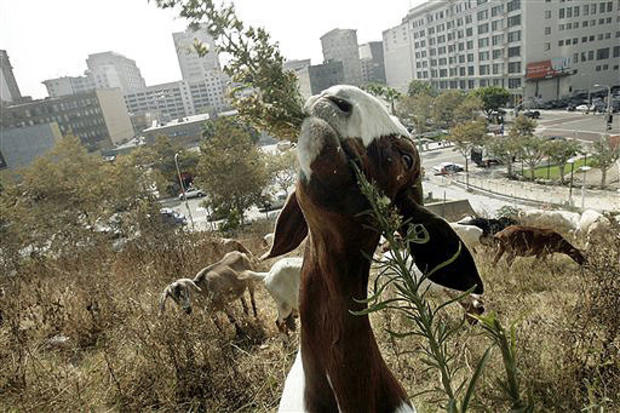 L.A. Got Their Goats 
