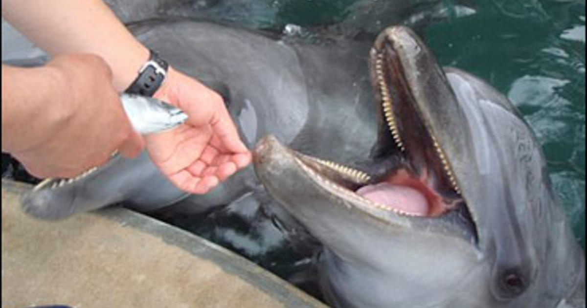 Fat Dolphins Put On Diet At Japanese Park - CBS News