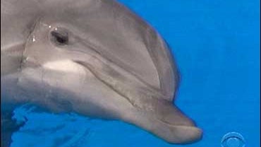 Dolphin at Six Flags in New Jersey 