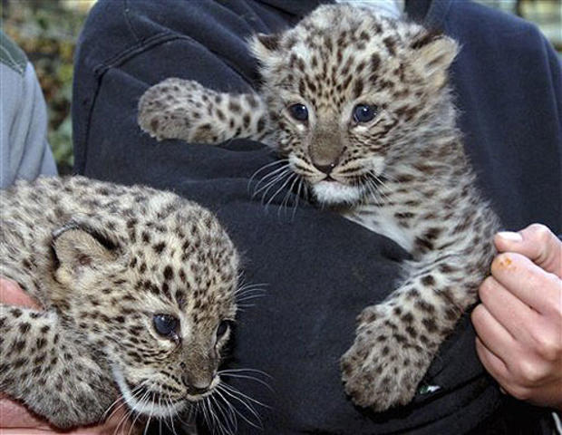 Little Leopards 