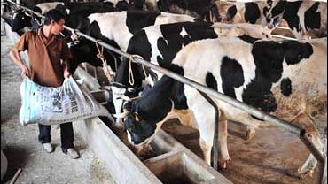 A Chinese farmer feeds cows at a cow farm in Shenyang city, northeast Chinas Liaoning province 