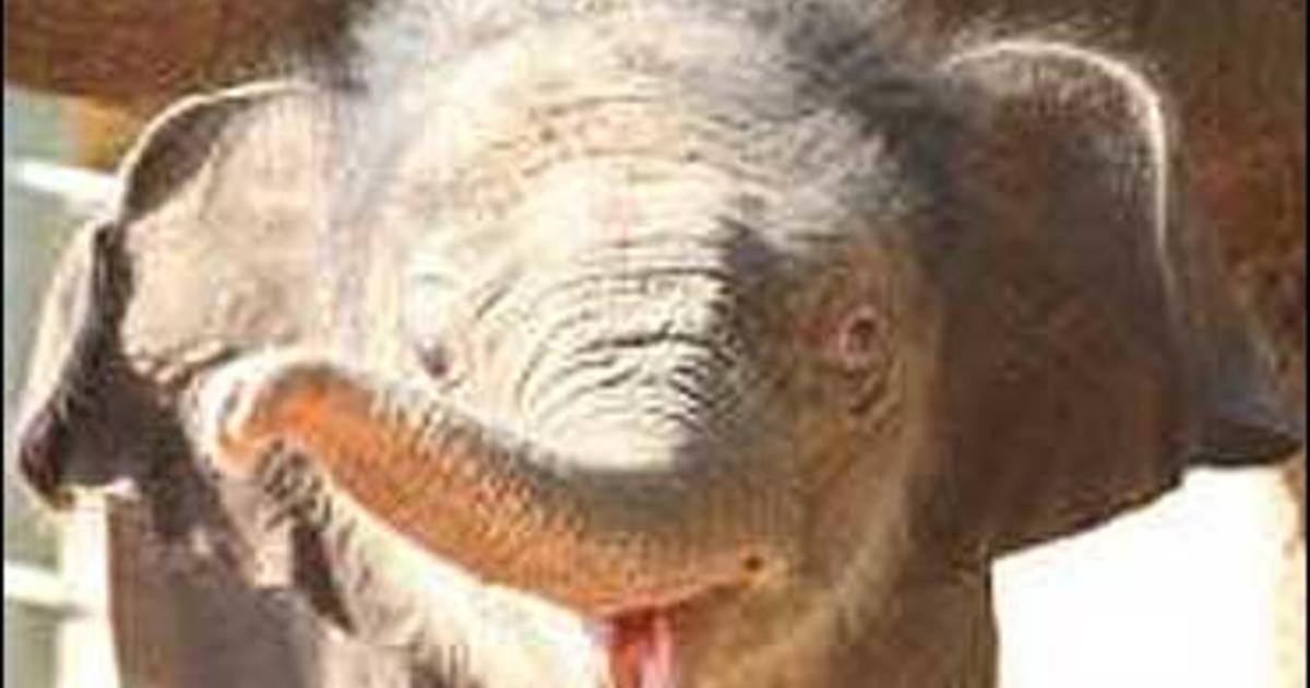 Precocious Elephant Dies, Zoo Mourns - CBS News