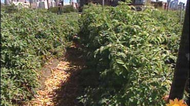 Growing Home, an urban farm on the South Side of Chicago. 