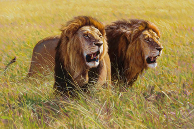 Lions 