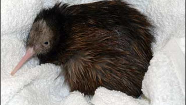 A two-day-old North Island brown kiwi 