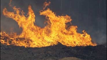 A fire erupts in a pine tree plantation northeast of Melbourne, Australia 