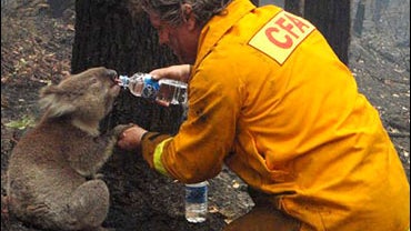 Local CFA firefighter David Tree shares his water with an injured Australian Koala 