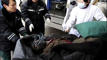 Policemen and medical workers transport a miner to a hospital in Gujiao city in Shanxi province after a gas explosion ripped through a coal mine 