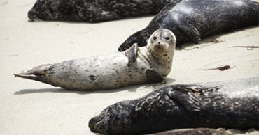 San Diego Seals Win Reprieve, For Now CBS News