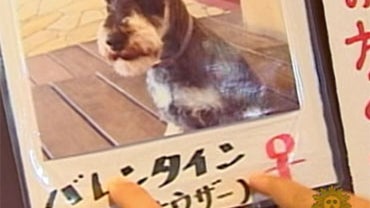 Fur Rent: In Japan some people get pets for the short-term. 