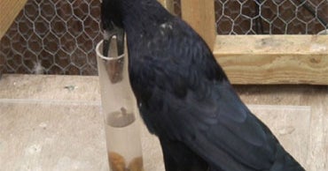 Birds' Problem-Solving Validates Aesop - CBS News