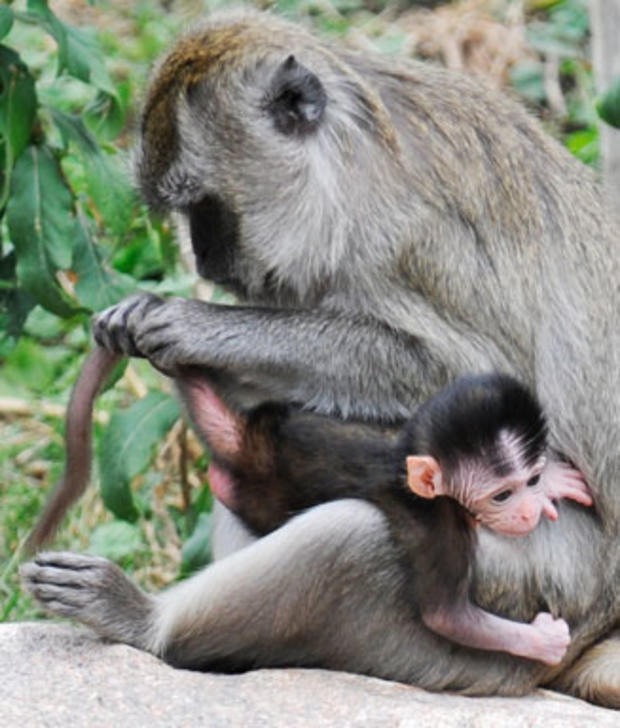 A monkey mother grooms her baby in a zoo in Freiburg, southern Germany, on Wednesday, Sept. 2 , 2009. The weather is friendly and warm. 