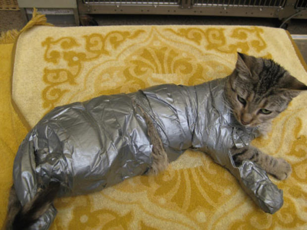 sticky the cat that was duct-taped 