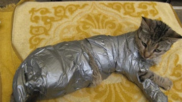 sticky the cat found duct taped philadelphia 