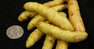 Scientists Crack Potato's Genetic Code - CBS News