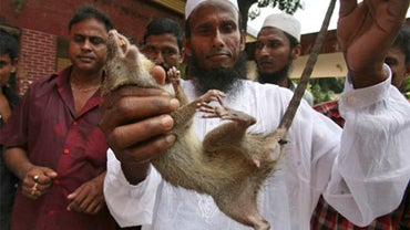 Prize winner Kari Mohmmad Fazlul Haque 