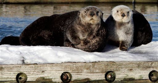 Feds Give Sea Otters Habitat Protection In Alaska - CBS News