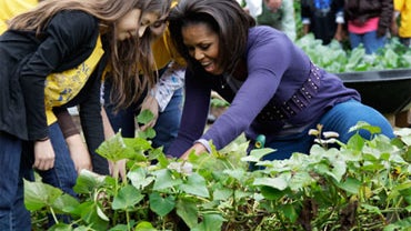 Michelle Obama Harvesting 