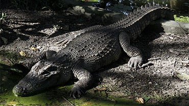Rare_Crocodiles_Cambodia 