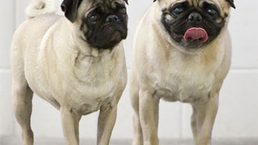 pug dogs 