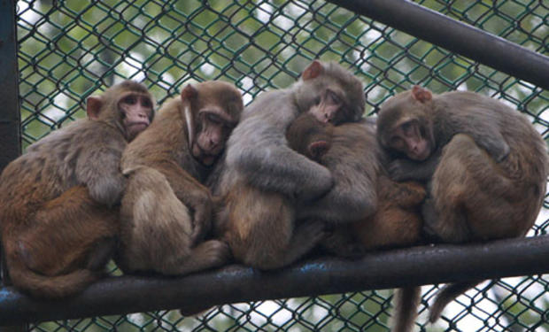 Cuddle Monkeys 