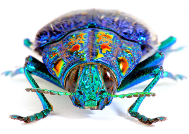 Jewel Beetle 