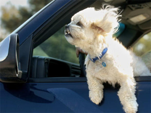 A small dog rides with his head out the window of a pickup truck in Great Falls, Mont., Tuesday, Aug. 23, 2005. 