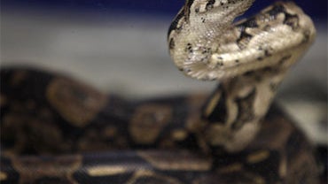 boa constrictor 