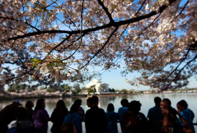 Perform at the Tidal Basin - National Cherry Blossom Festival