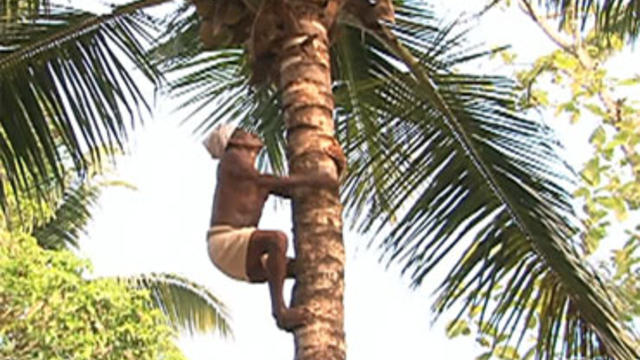 A coconut plucker climbs a tree in Kerala, India. 