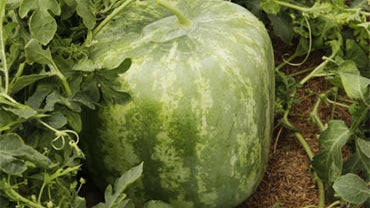 Square watermelon 