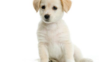 Puppy Labrador retriever cream puppy in front of white background and facing the camera.  