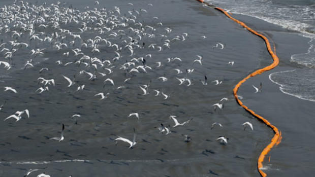 Gulf Oil Spill Threatens Wildlife 
