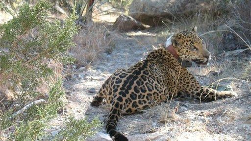 Jaguar Death 