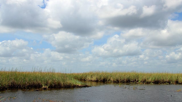 100515_everglades_4224.jpg 