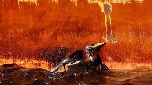 Oil Spill Threatens Wildlife