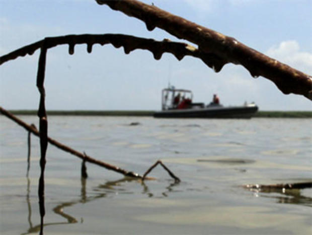 A Greenpeace boat is framed by oil-soaked cane near the mouth of the Mississippi River south of Venice, La. Wednesday, May 19, 2010. 