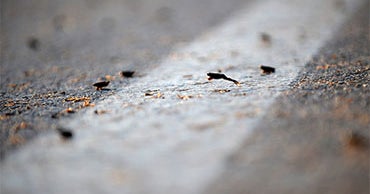 Frogs Still Causing Traffic Jams in Greece - CBS News
