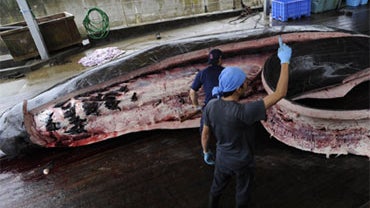 Japanese whalers cut open a Baird's beaked whale, their first catch of the season, which was caught some 38 miles off the coast, in Wada, southeast of Tokyo, Sunday morning June 21, 2009.  