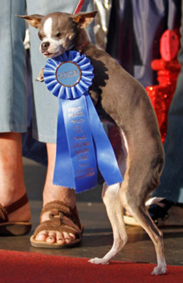 ugliest dog in the world 2010