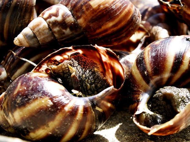 snails.jpg 