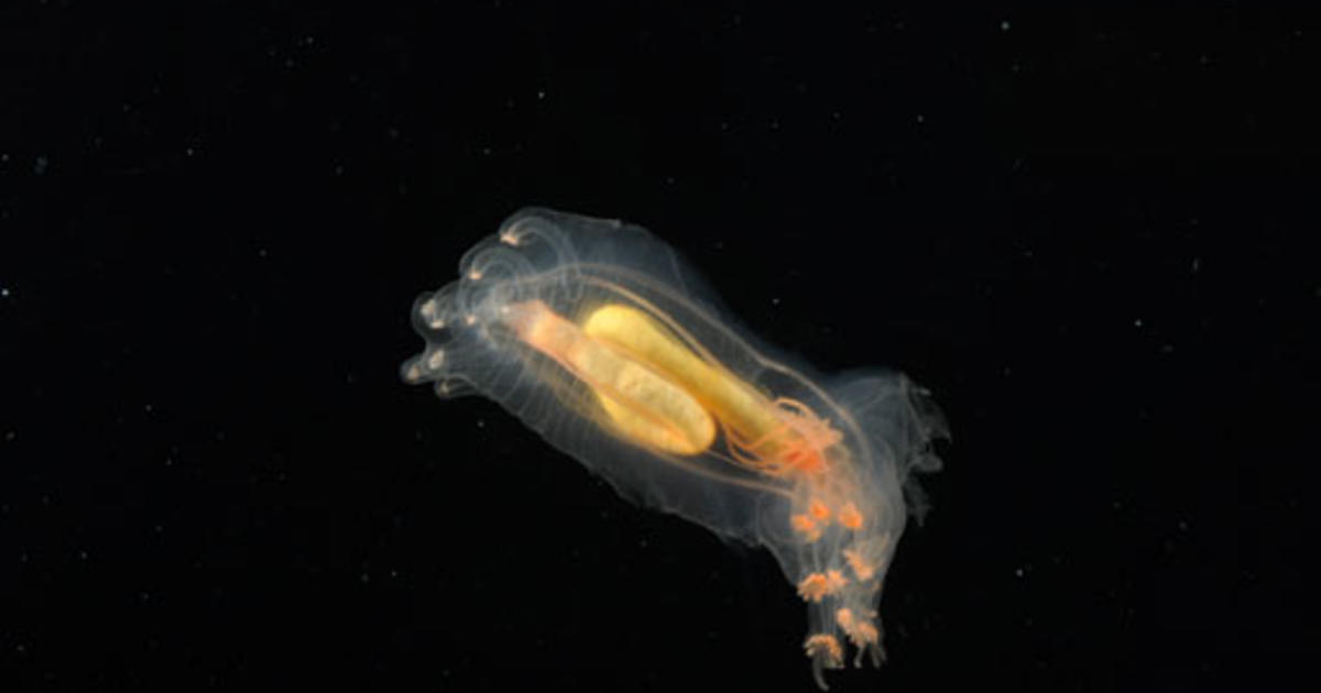 New Sea Creatures Discovered