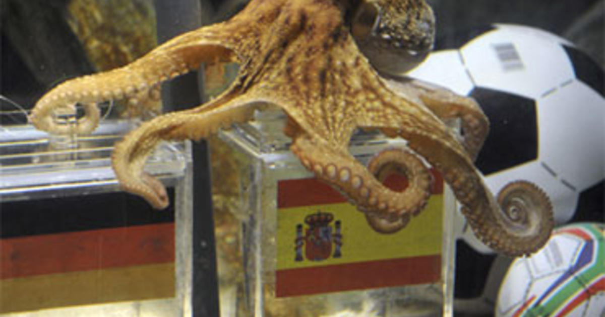 Paul the Octopus, predictor of World Cup victors, goes to that great  aquarium in the sky 