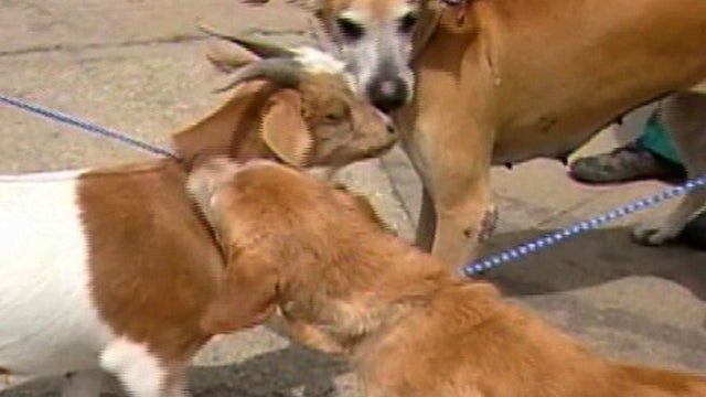 Dog and hot sale goat mate