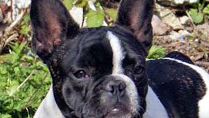 Dog Sitters Sued for $1M After French Bulldog Dies 