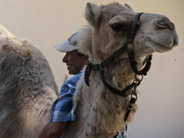 Univ. of Pennsylvania says Zeta Psi fraternity didn't abuse camel 