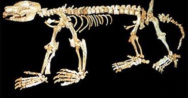 15MYearOld Marsupial Fossils Found in Outback CBS News