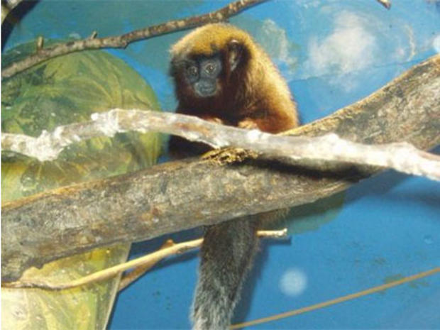 18 Titi Monkeys Lead to Airport Arrest of Alleged Monkey Smuggler 