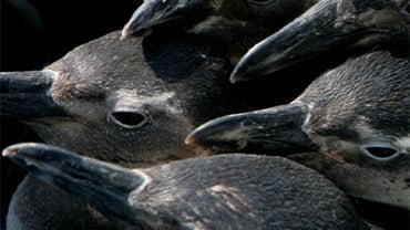 Penguins onboard a Brazilian Navy ship in Rio de Janeiro, Tuesday, Oct. 7, 2008, after they were mysteriously washed up on Brazil's equatorial beaches.  