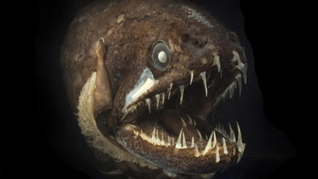 The Weirdest Sea Creatures You've Ever Seen 